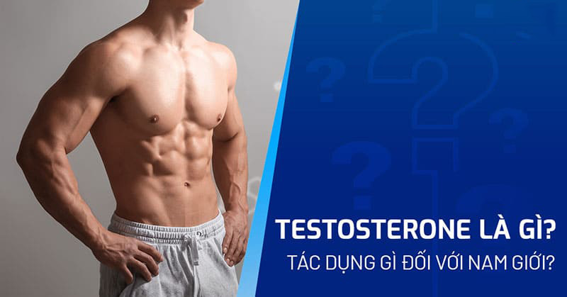 testosterone là gì testosterone là gì