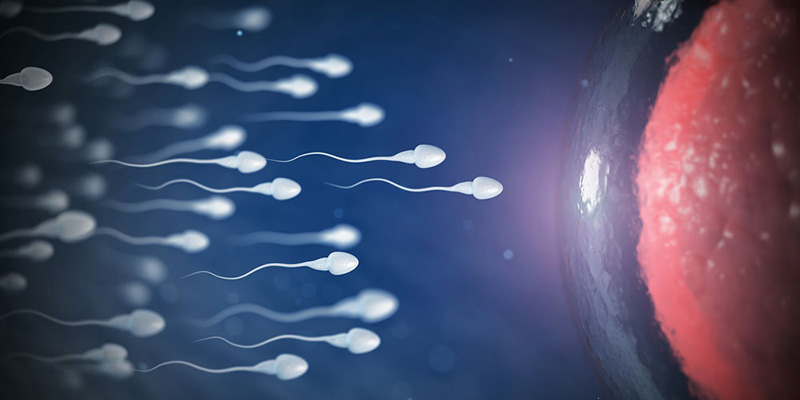 Suy giảm nồng độ Testosterone làm giảm cả số lượng lẫn chất lượng tinh trùng.