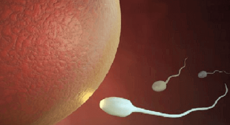 Tinh trùng dị dạng: Nguyên nhân và cách cải thiện hiệu quả