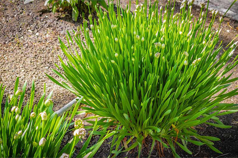 lá hẹ dễ kiếm, giá thành rẻ nhưng sử dụng quá nhiều có thể gây tác dụng phụ