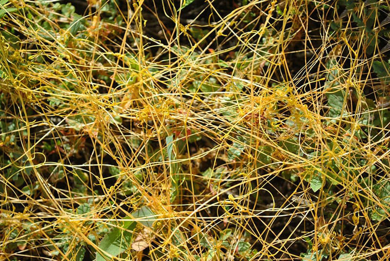 dây tơ hồng vàng là vị thuốc có mặt trong các bài thuốc nam chữa yếu sinh lý nam