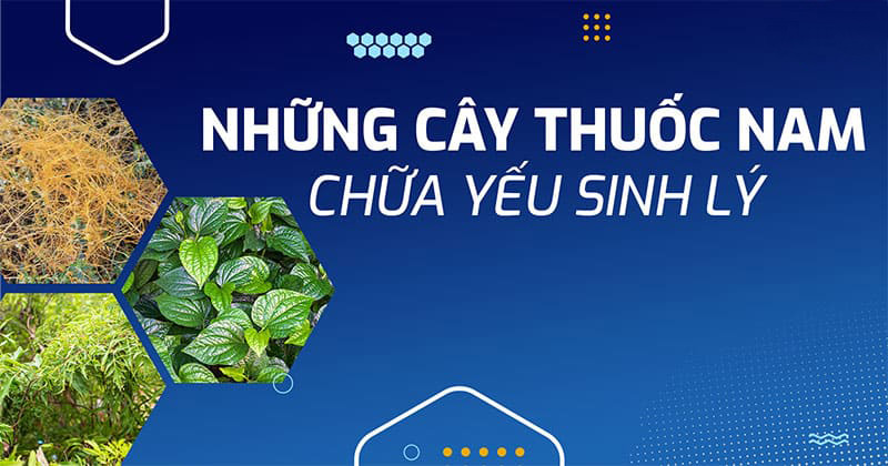 những cây thuốc nam chữa yếu sinh lý
