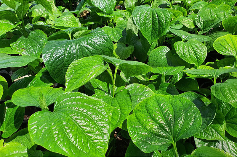 lá lốt là nguyên liệu quen thuộc hỗ trợ cải thiện rối loạn cương