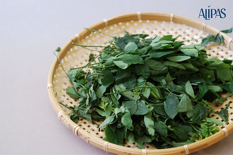 Rau ngót làm loại nước uống cải thiện sinh lý