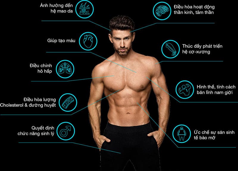 Ảnh hưởng của testosterone với nam giới