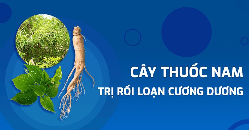 12 loại cây thuốc nam trị rối loạn cương dương an toàn mà hiệu quả