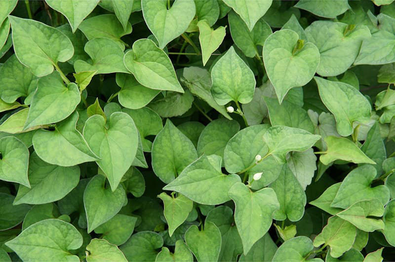 rau diếp cá mang đến nhiều lợi ích cho nam giới rau diếp cá mang đến nhiều lợi ích cho nam giới