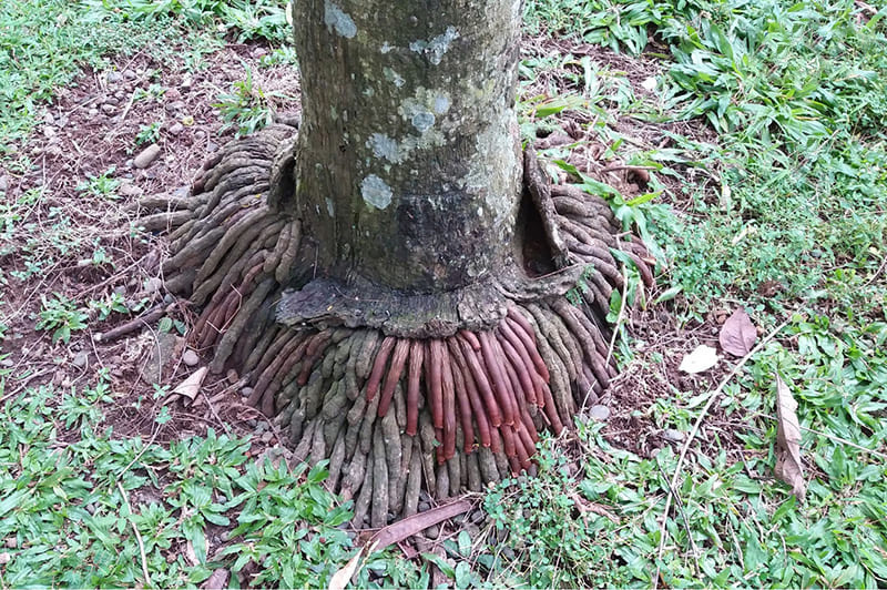 rễ cau treo là bài thuốc cải thiện rối loạn cương rễ cau treo là bài thuốc cải thiện rối loạn cương