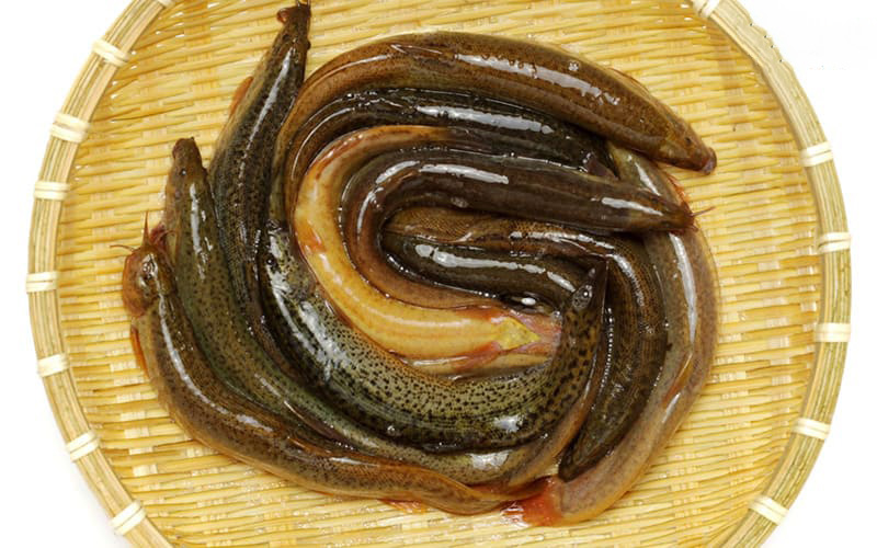 cá chạch giàu lysine tốt cho tinh trùng, có thể nấu với gừng để nâng cao sức khỏe sinh lý nam. cá chạch giàu lysine tốt cho tinh trùng, có thể nấu với gừng để nâng cao sức khỏe sinh lý nam.