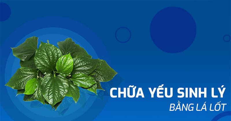 chữa yếu sinh lý bằng lá lốt
