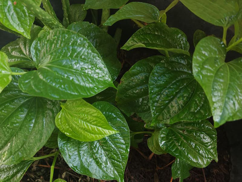 lá lốt là loại rau gia vị phổ biến trong căn bếp của người việt