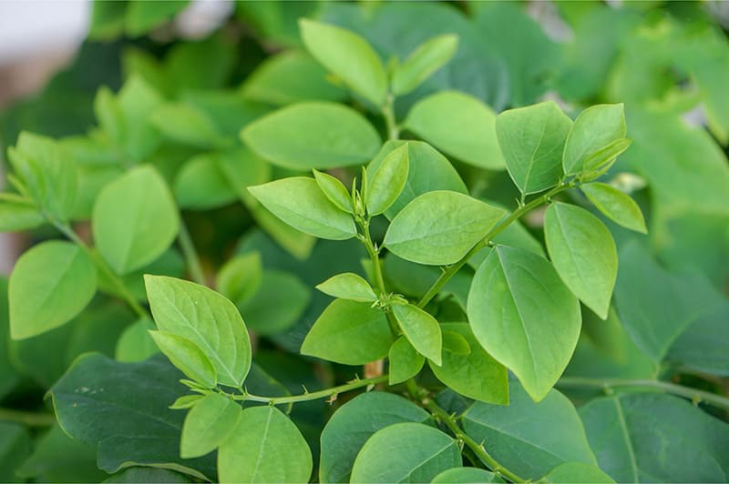 rau ngót chứa nhiều dưỡng chất và được sử dụng trong các bài thuốc đông y