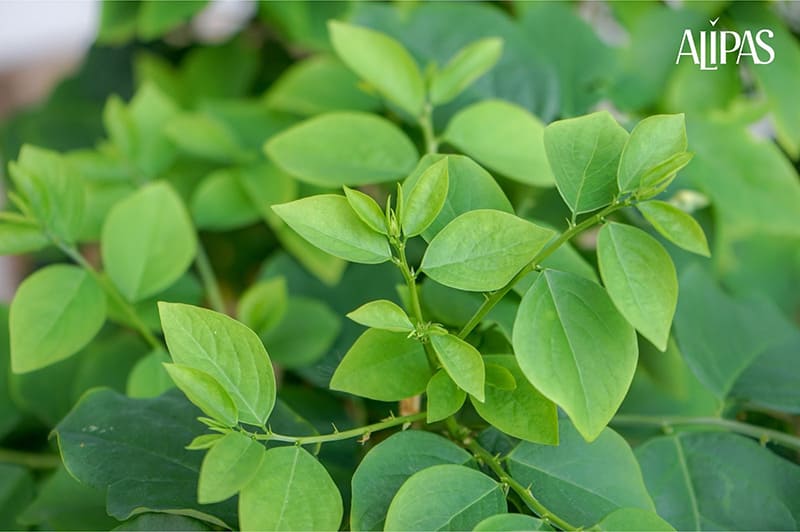 rau ngót chứa nhiều dưỡng chất