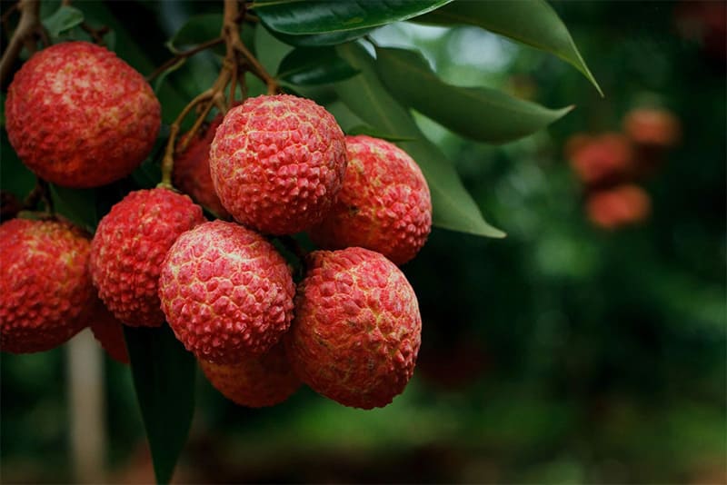 chọn quả vải có màu tươi, vỏ căng