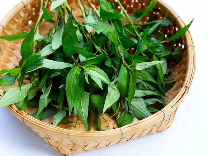 rau răm là loại rau gia vị phổ biến