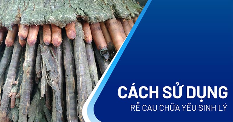 rễ cau chữa yếu sinh lý