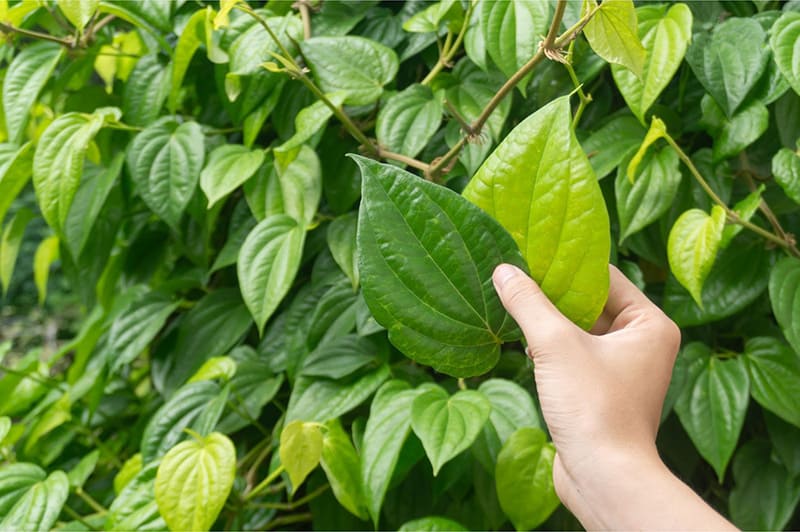 rễ cây trầu không kết hợp với rễ cau