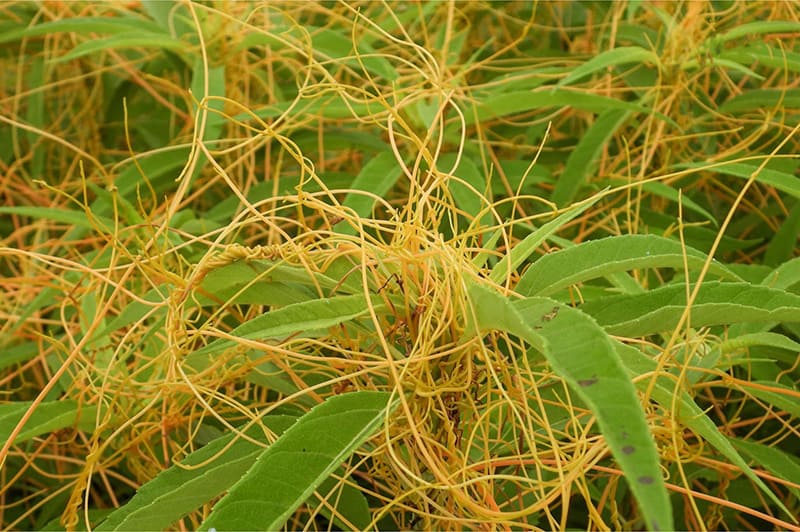 thổ ty tử có thể kết hợp với rễ cau