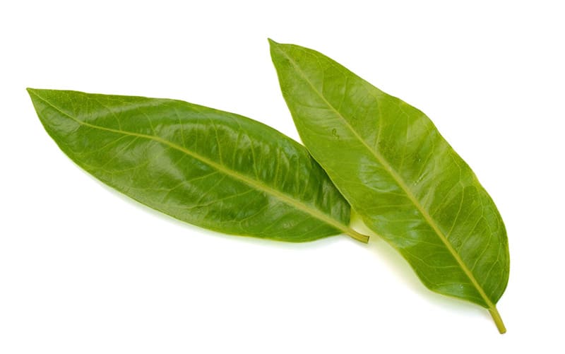 nước lá vối