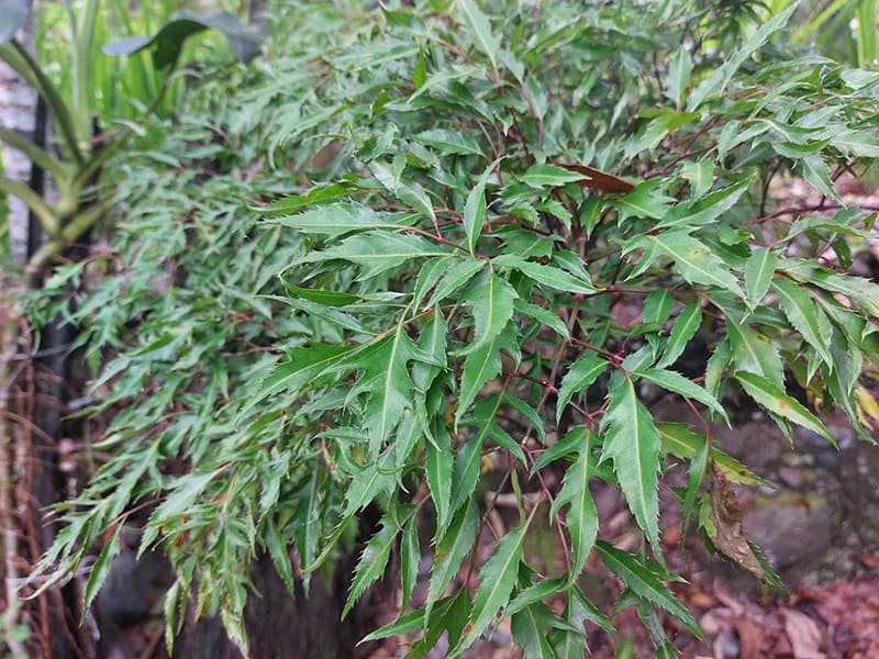 sử dụng lá đinh lăng nấu nước uống