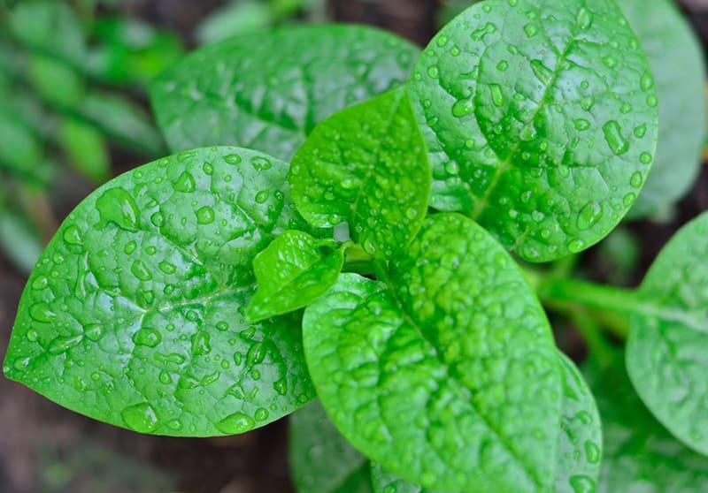 rau mồng tơi thúc đẩy lưu thông máu đến dương vật