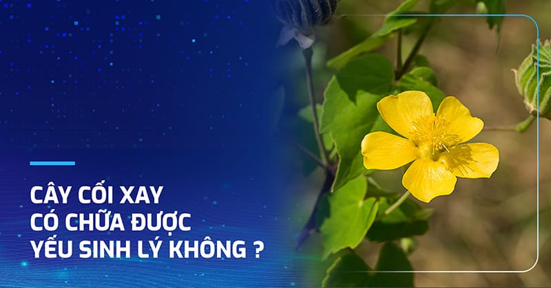 Cây cối xay có chữa được yếu sinh lý không?
