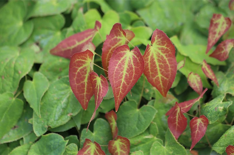 dâm dương hoắc dâm dương hoắc