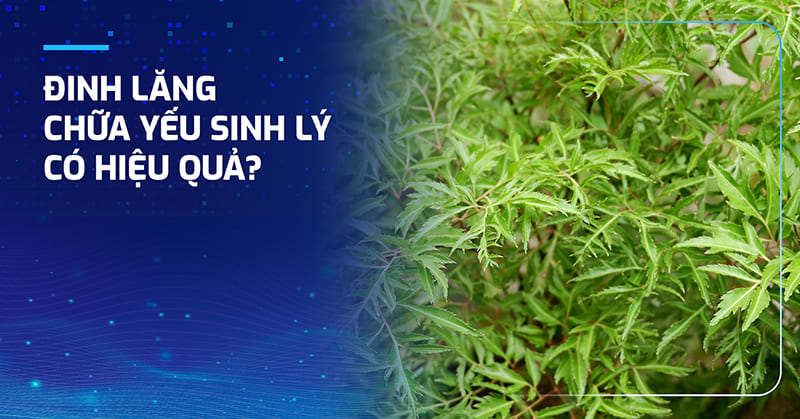 Cách dùng đinh lăng chữa yếu sinh lý tại nhà hiệu quả