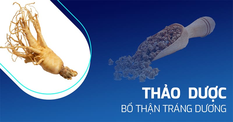 12 thảo dược bổ thận tráng dương phổ biến nhất hiện nay
