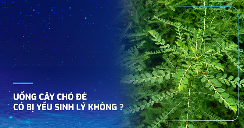 Giải đáp: Uống cây chó đẻ có bị yếu sinh lý không​?
