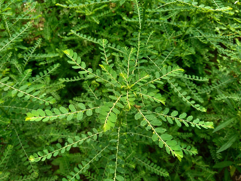 uống đúng cách sẽ không gây ảnh hưởng uống đúng cách sẽ không gây ảnh hưởng