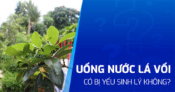 Uống nước lá vối có bị yếu sinh lý không? Lưu ý khi sử dụng?