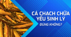 Cá chạch chữa yếu sinh lý có thật không? Góc nhìn y khoa
