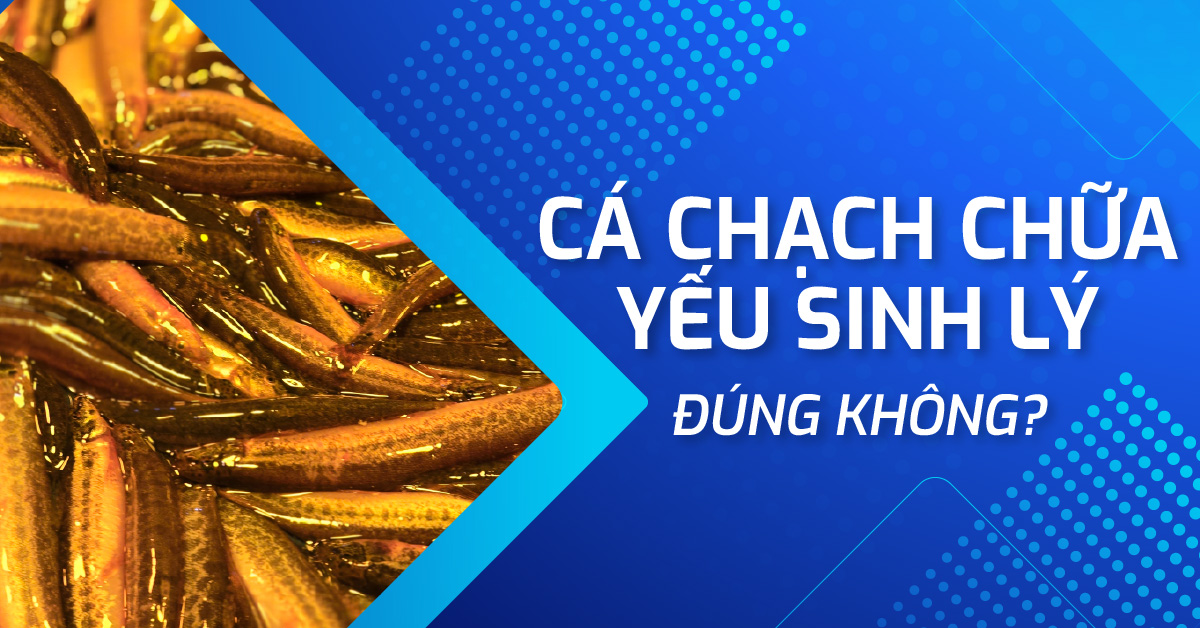 Cá chạch chữa yếu sinh lý có thật không? Góc nhìn y khoa
