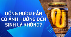 Uống rượu rắn có ảnh hưởng đến sinh lý không?